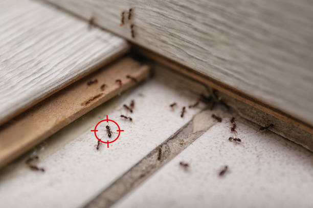 Best Pest Control Near Me in Lake Bluff, IL